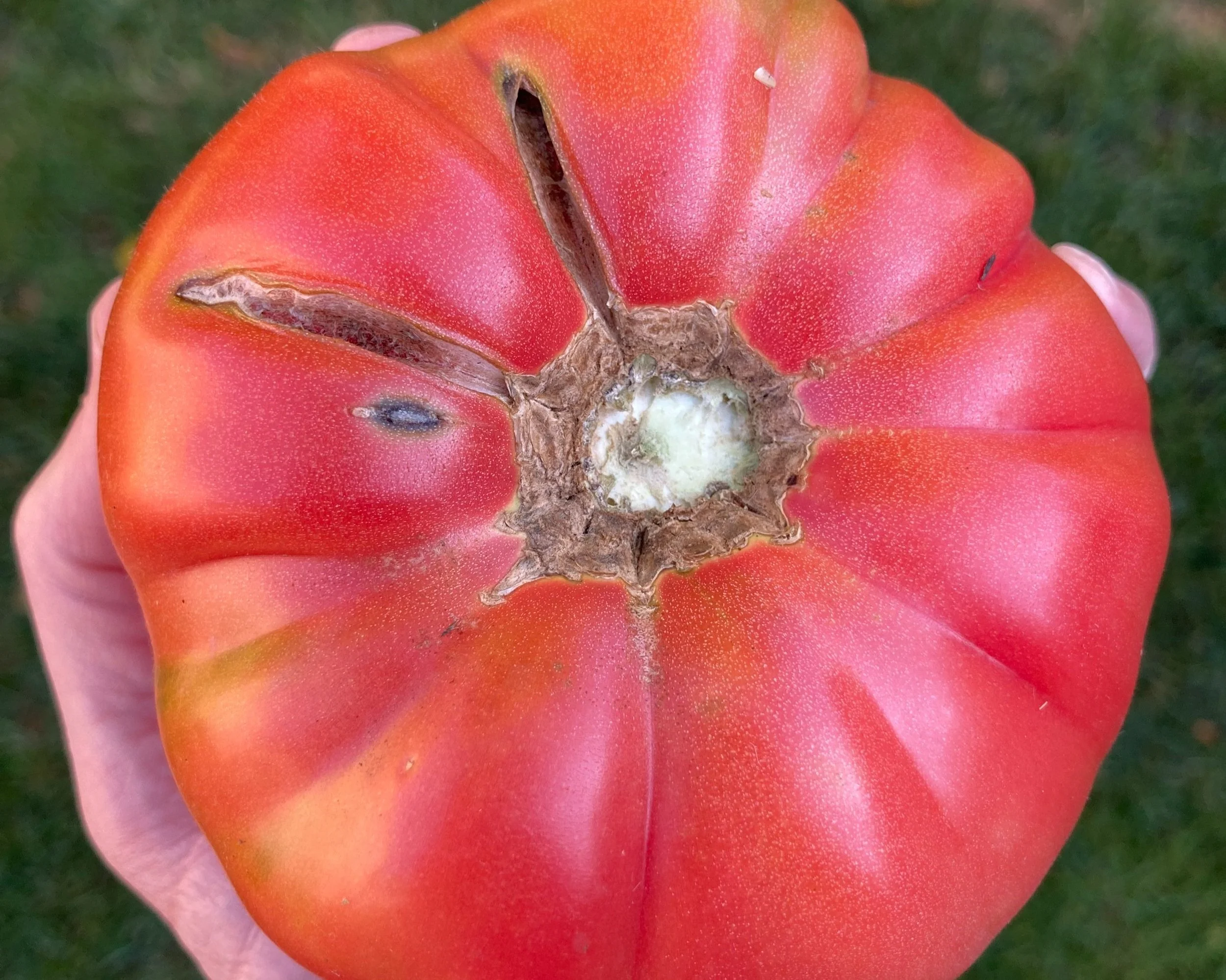 2025 Varieties — Chicago Tomato Man